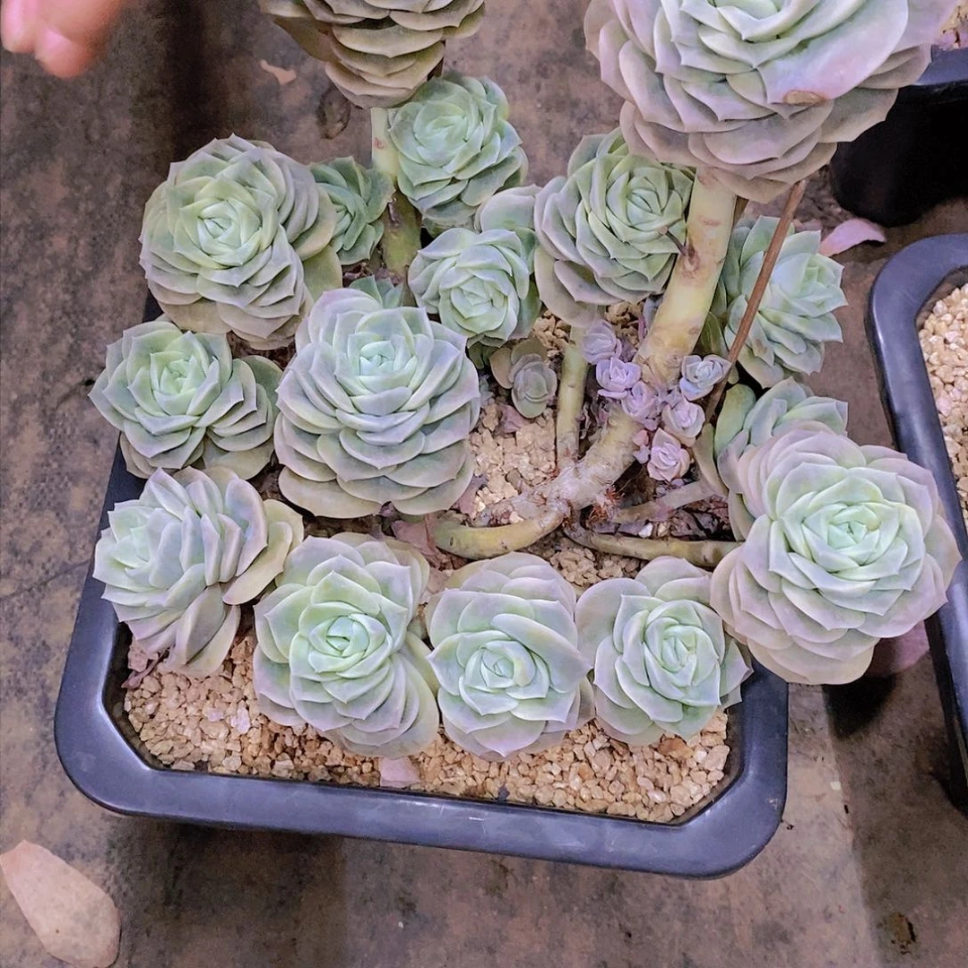 幺***?可爱玫瑰多肉植物老桩