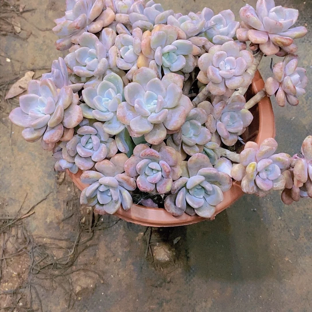 美****！克洛伊多肉植物老桩