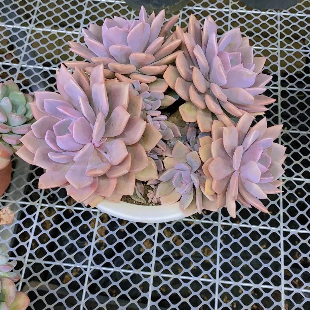 用****0黛比多肉植物群