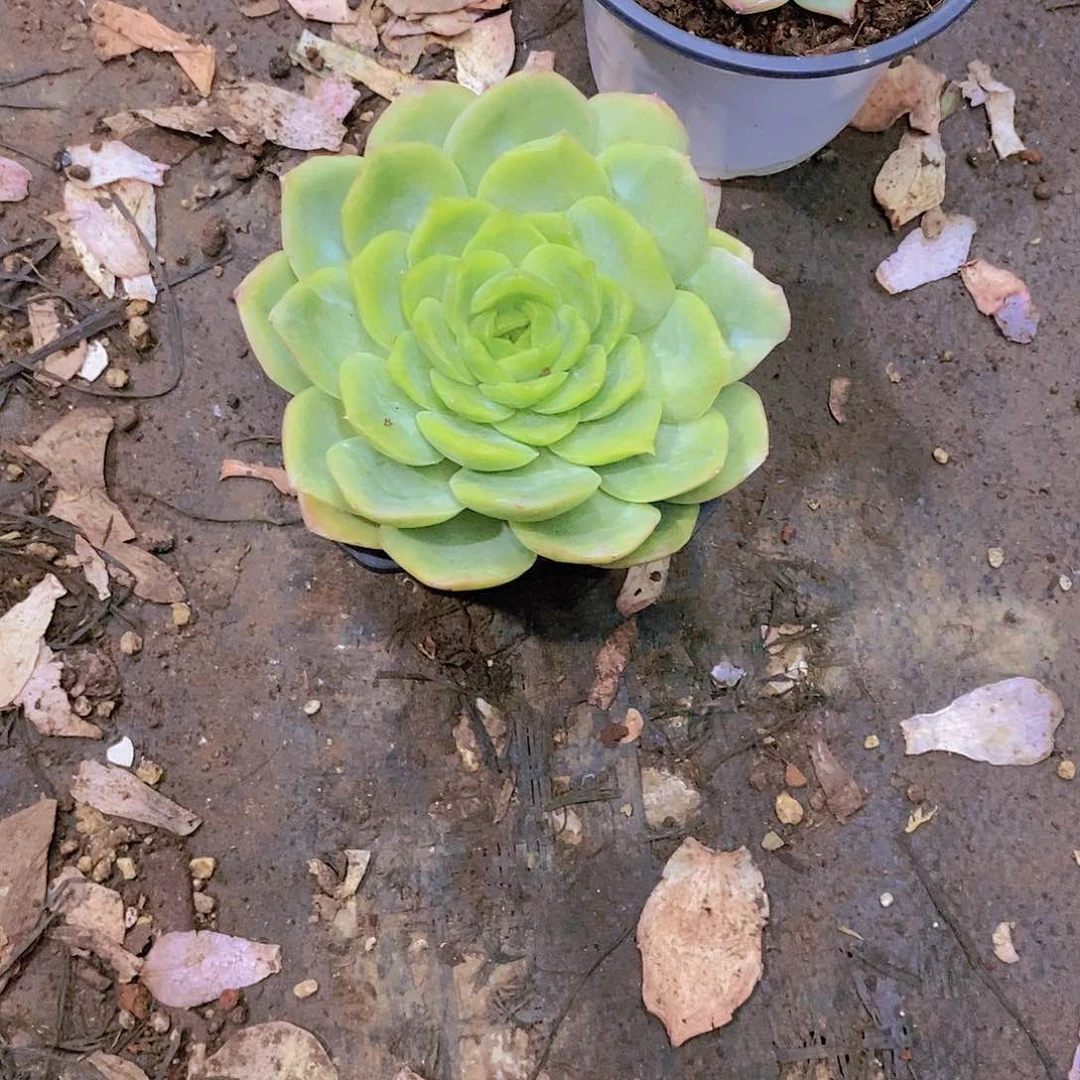 橘*宝宝绿多肉植物老桩