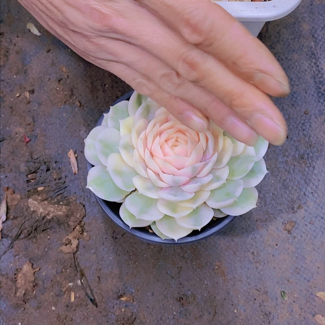 橘*斯洛锦多肉植物老桩