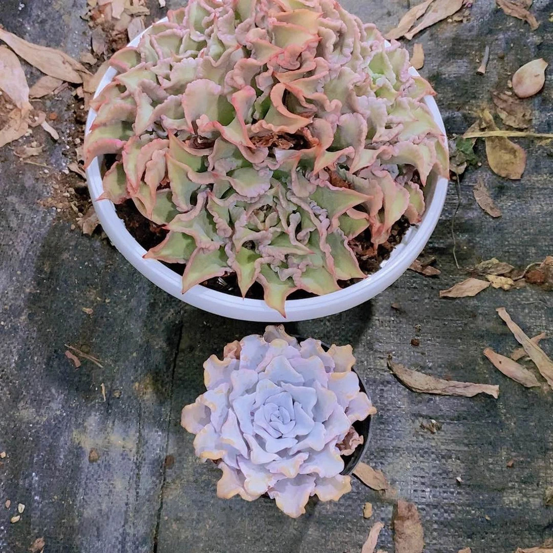 ⑅*⑅白饺子皮二个多肉植物