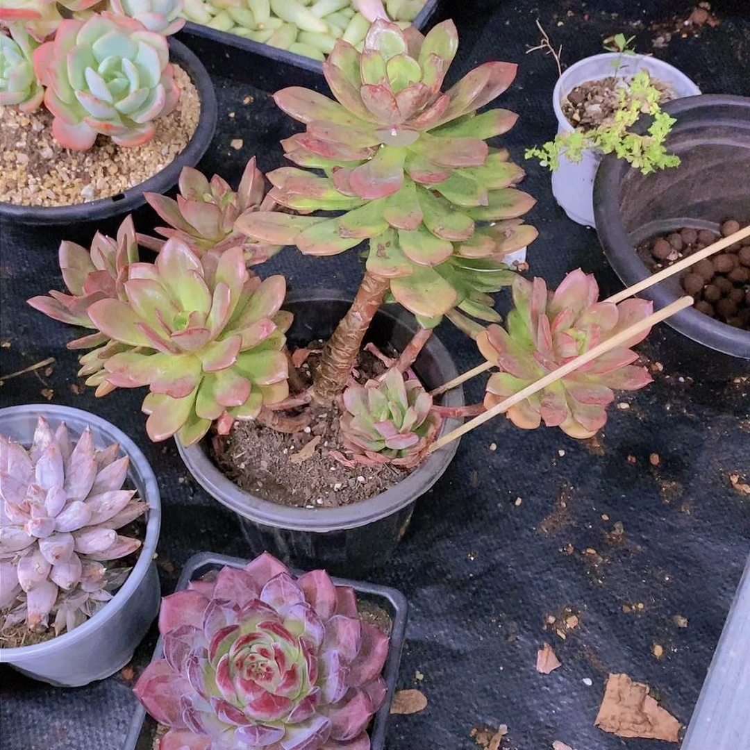 美*花旦多肉植物群