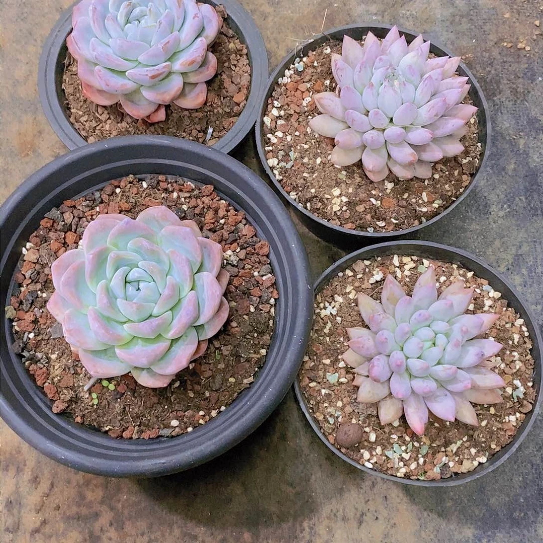 小*头冰玉所罗门多肉植物老桩