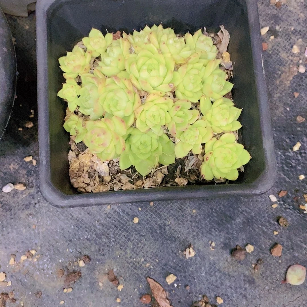 静**听麦秆多肉植物群