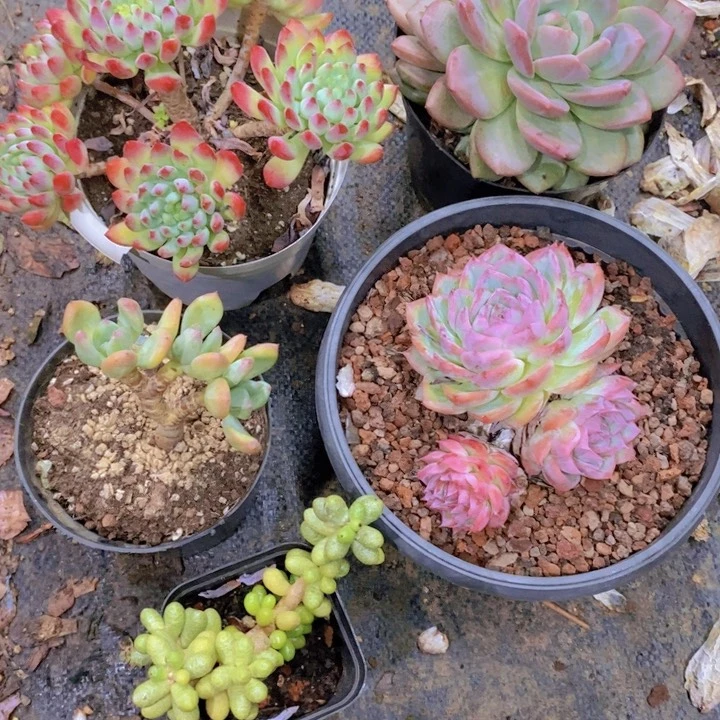 一****、多肉植物老桩