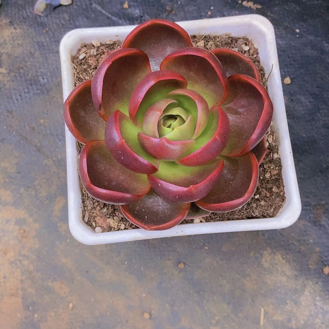 小*红灯多肉植物