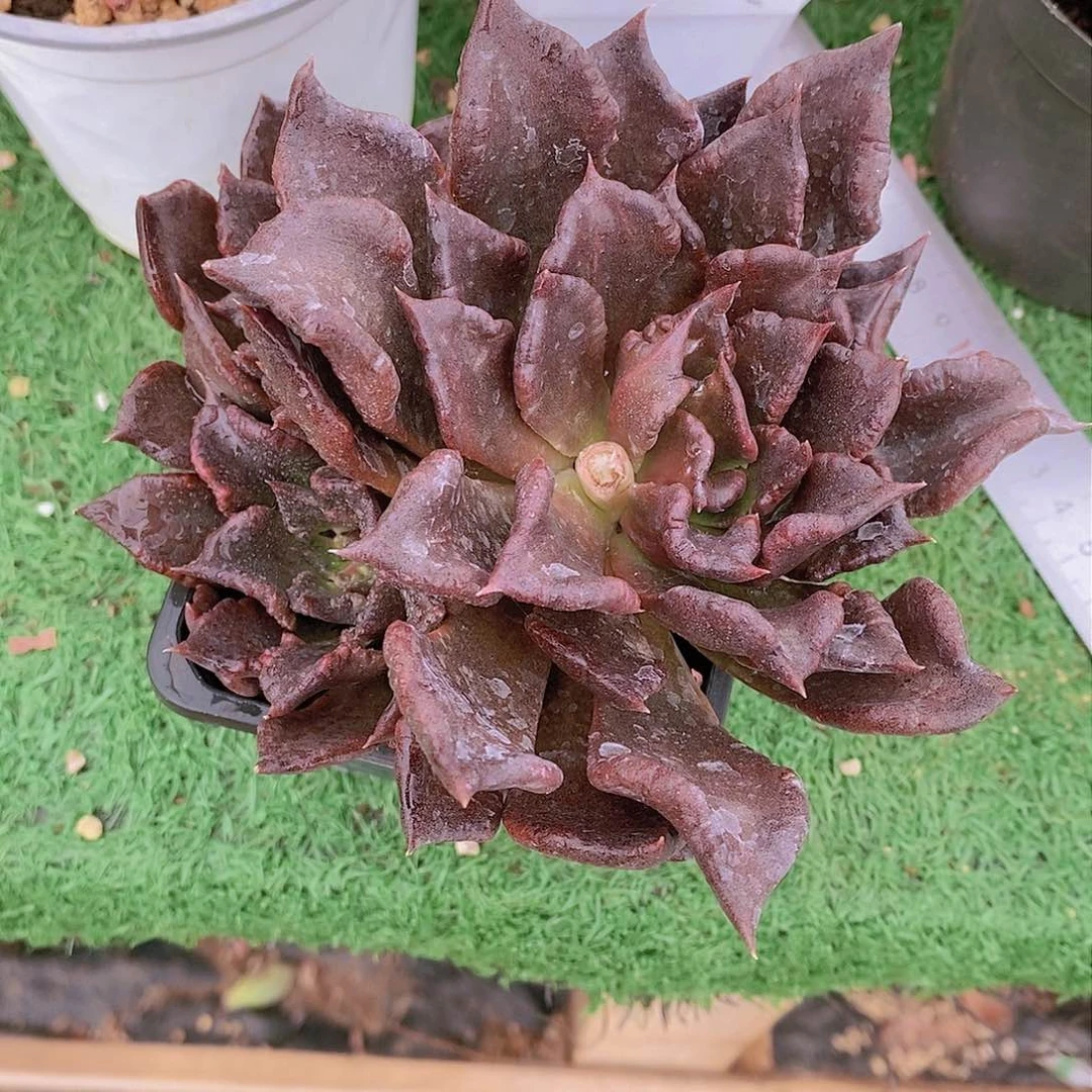 贝*黑饺子皮多肉植物老桩