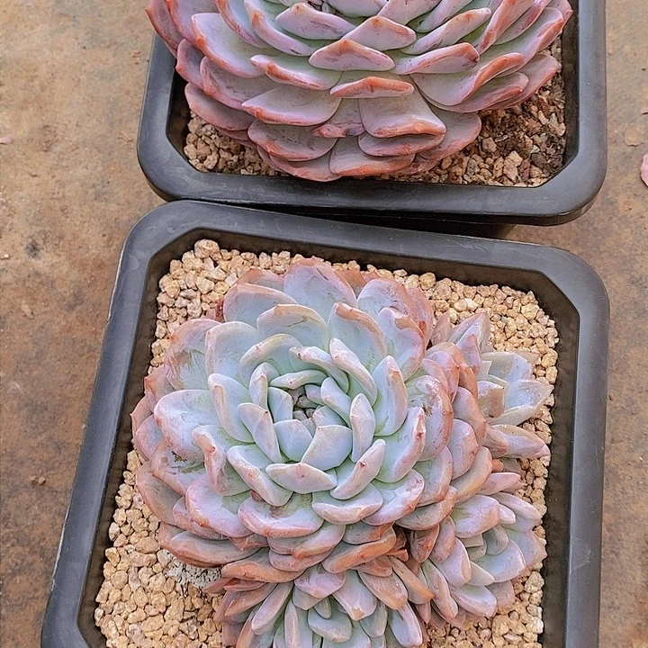 贝*橙子多肉植物老桩
