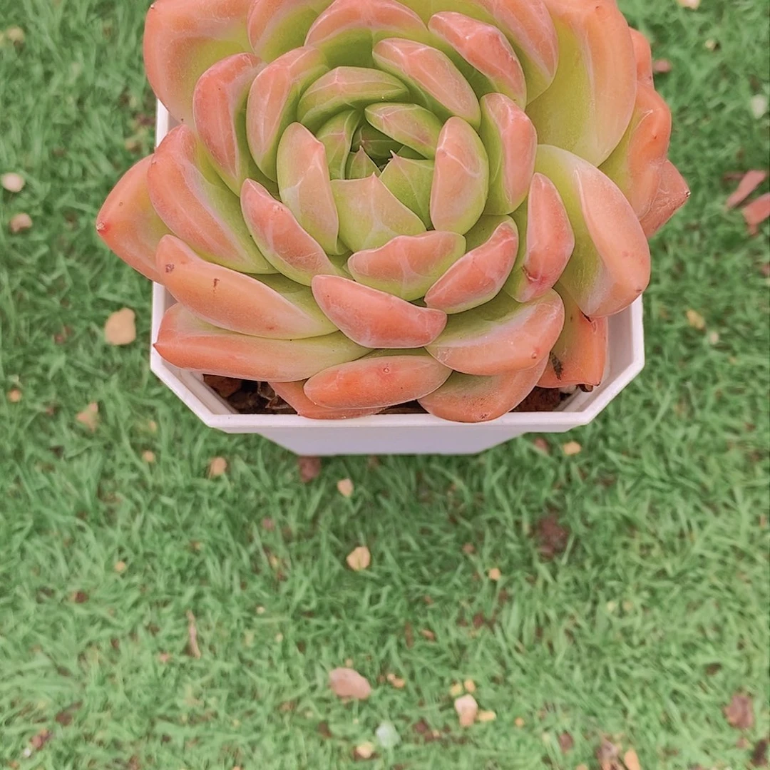 ?****杂交多肉植物老桩