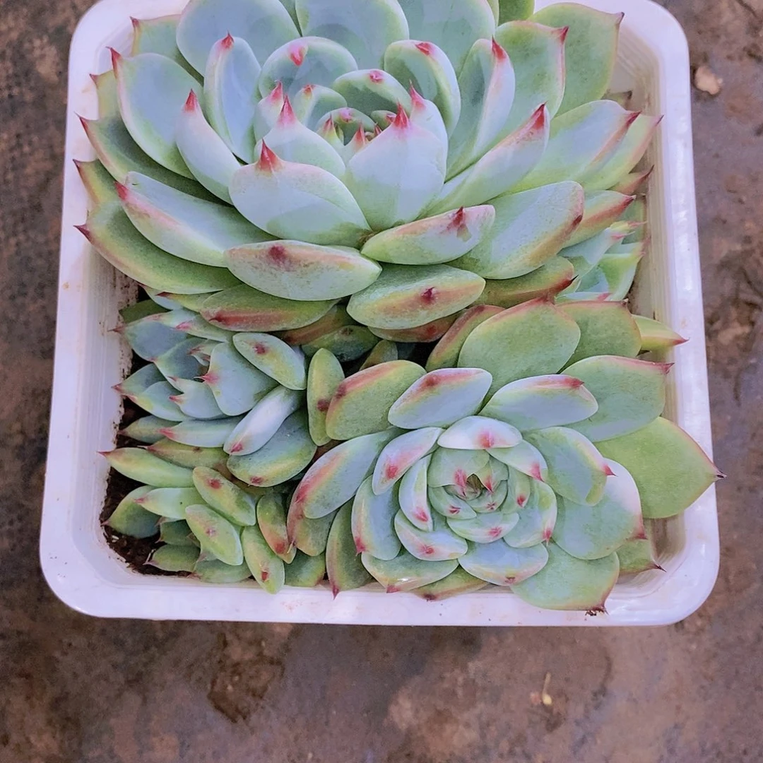 ?***?吉娃娃多肉植物老桩