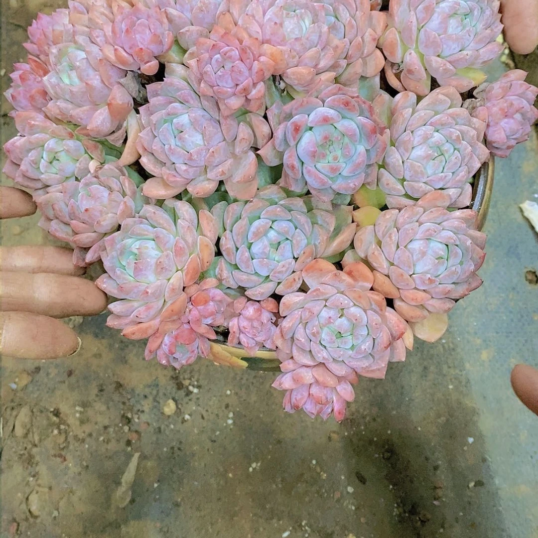 超****孩双花多肉植物老桩