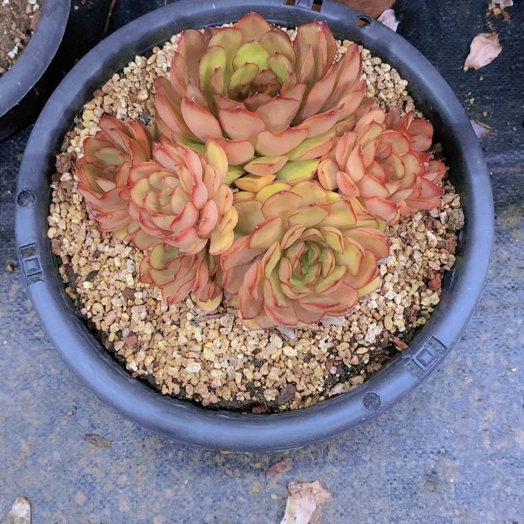 大*琳红茶多肉植物群