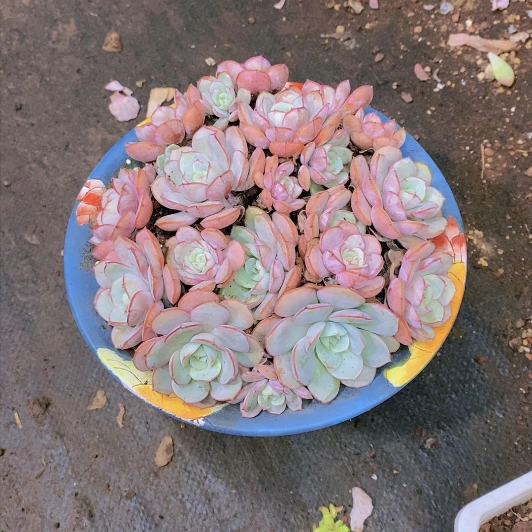 芯*宁波仙子多肉植物群