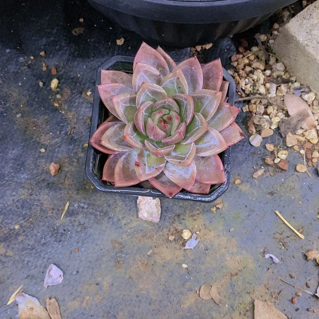 小*香槟多肉植物