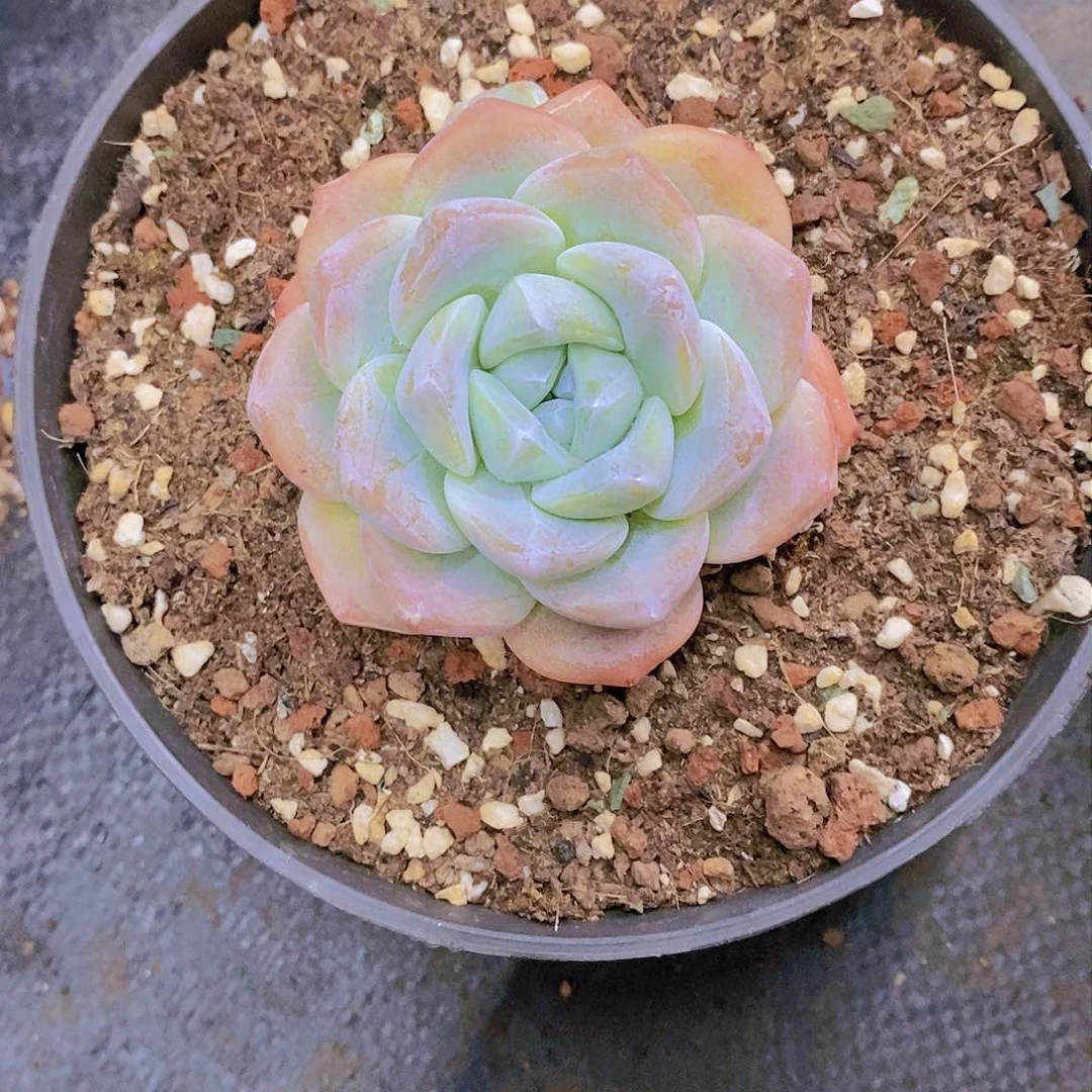 芯*冰玉多肉植物
