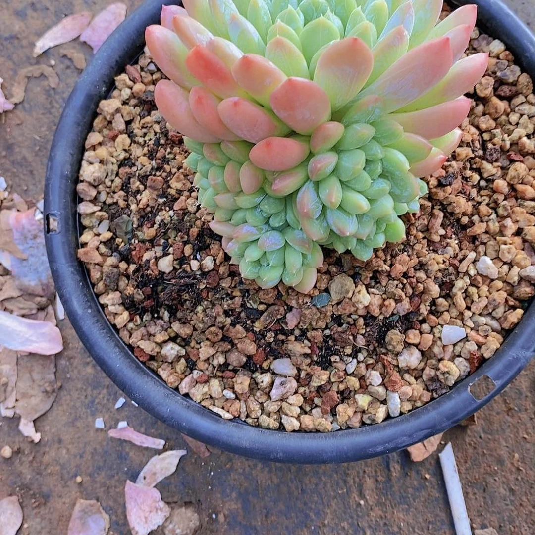 加****~百达多肉植物