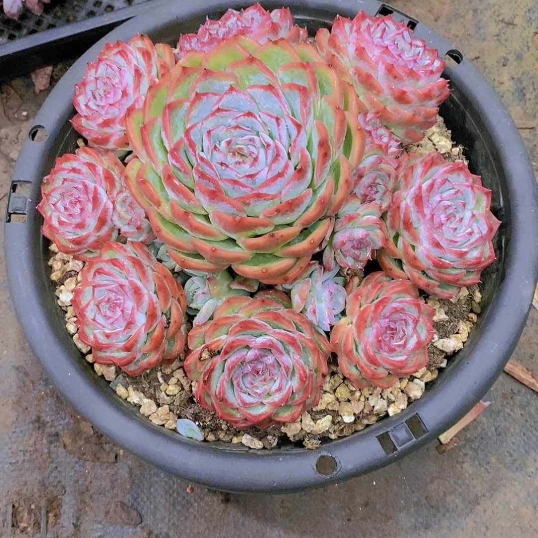 内****法则影多肉植物老桩