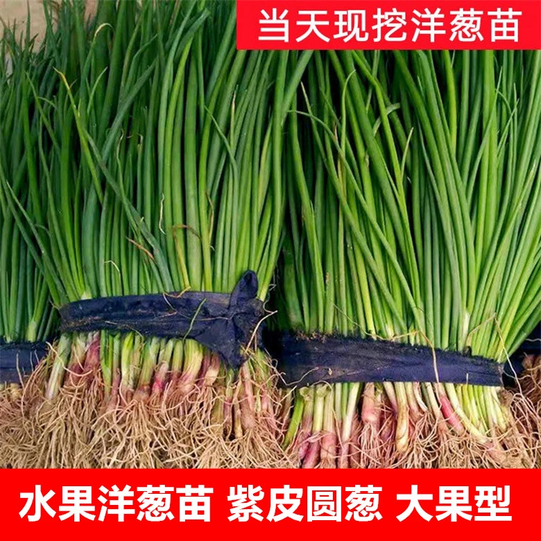 水果洋葱苗盆栽种植紫红皮洋葱种子大果洋葱秧苗秋冬蔬菜籽圆葱孑
