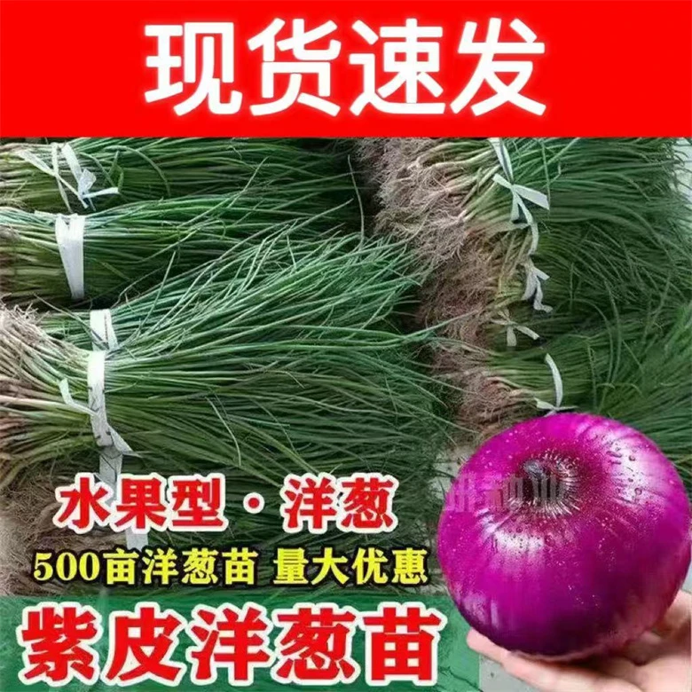 水果洋葱苗盆栽种植紫红皮洋葱种子大果洋葱秧苗秋冬蔬菜籽圆葱孑