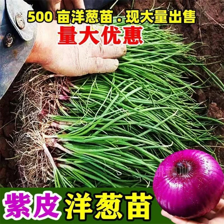 【现货】水果洋葱苗种植紫红皮洋葱种子大果洋葱秧秋冬蔬菜圆葱种苗