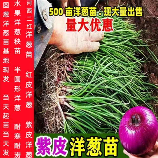 水果洋葱苗盆栽种植紫红皮洋葱种子大果洋葱秧苗秋冬蔬菜籽圆葱孑