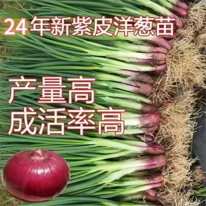 水果洋葱苗盆栽种植紫红皮洋葱种子大果洋葱秧苗秋冬蔬菜籽圆葱苗