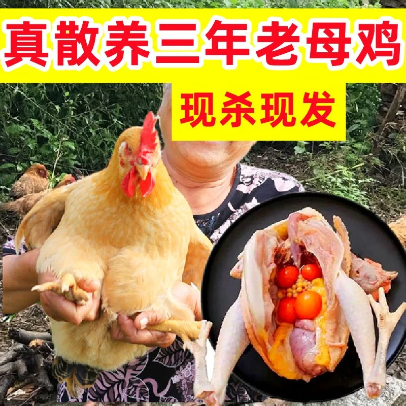 超大老母鸡3斤/只农家散养鸡1-3年土鸡现杀新鲜鸡腿鸡顺丰山地