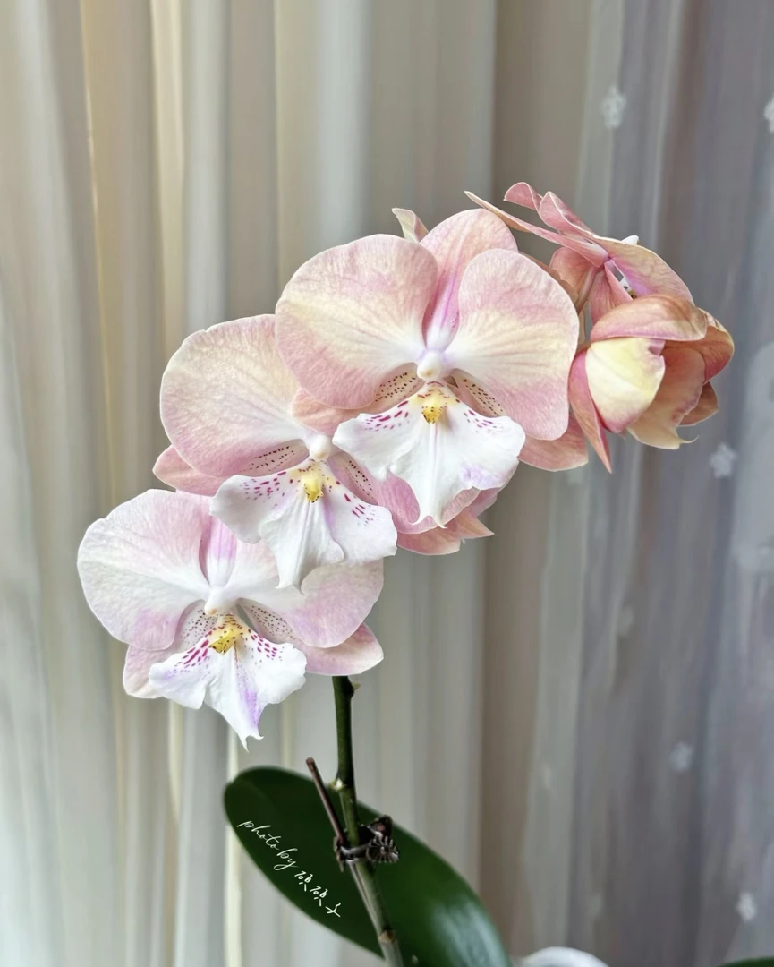 蝴蝶兰【彩虹独角兽】3.0寸出剑苗（消苞无售后）