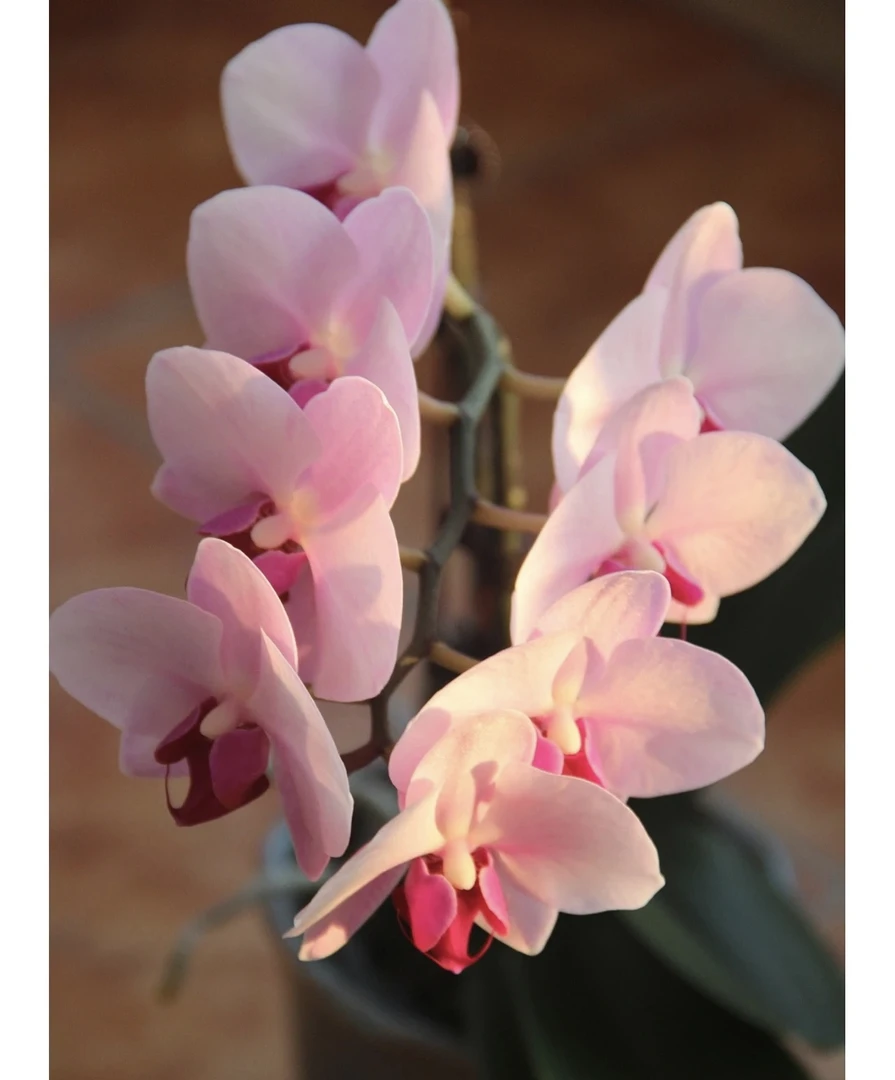 蝴蝶兰【杭州美女】3.0寸出剑苗