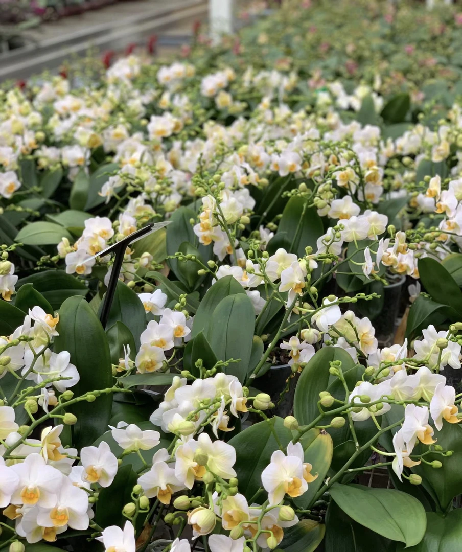 蝴蝶兰【勃垦第】3.0成熟出梗苗发货 爆根