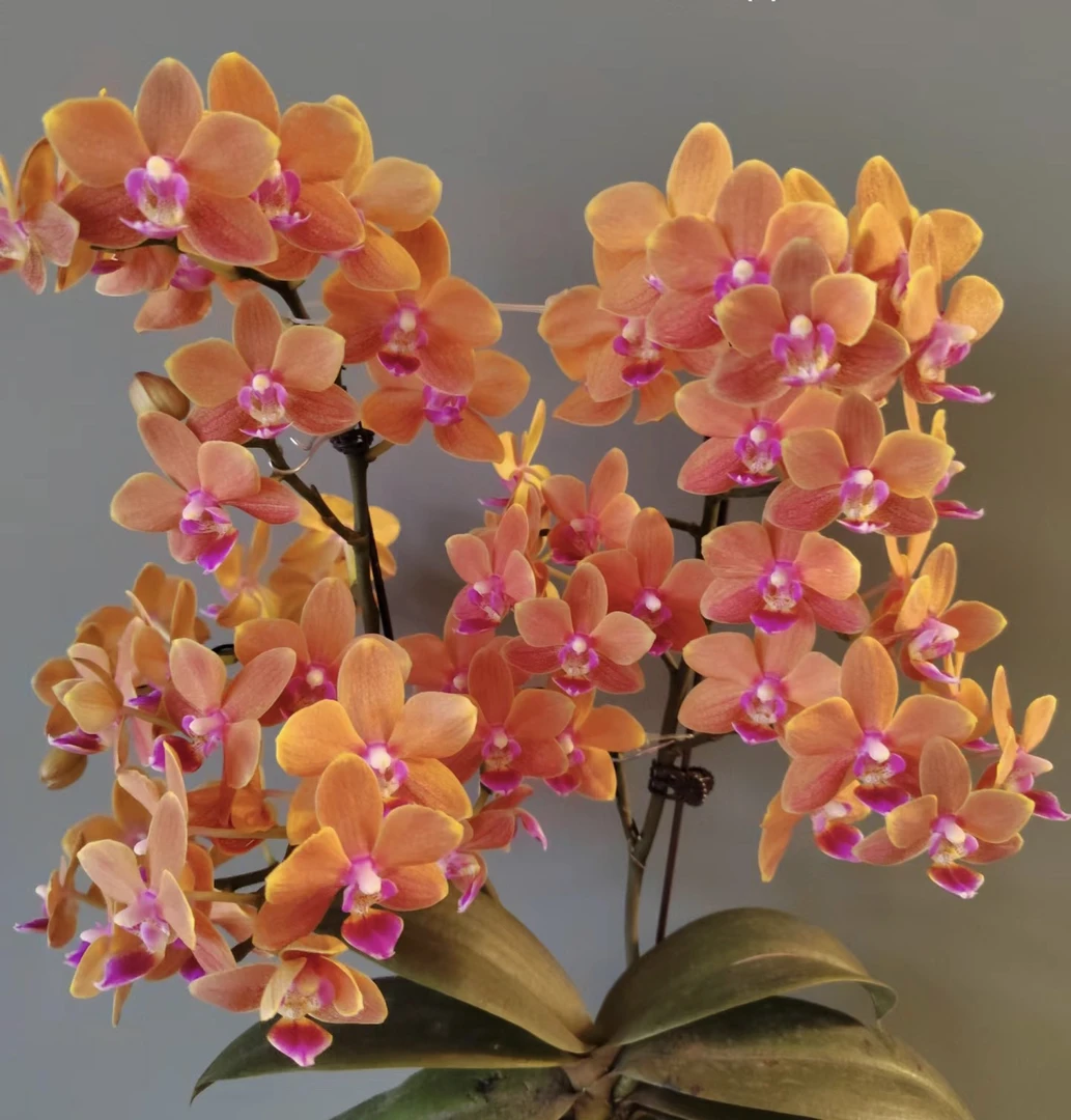 蝴蝶兰【罗马情人】5寸大杯爆花