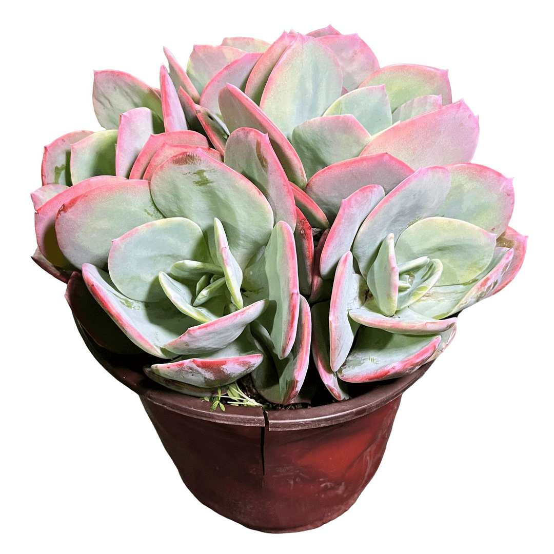 中号多头血凤（两头起发）精选发货种植售后基地自产自销优选