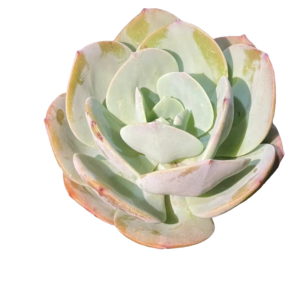 单头白凤多肉植物优选精选发货种植售后基地自产自销品相