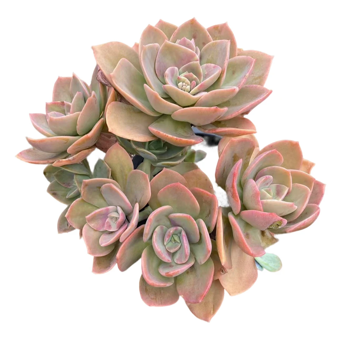 高黑杯鹤氏多肉精选发货种植售后基地自产自销