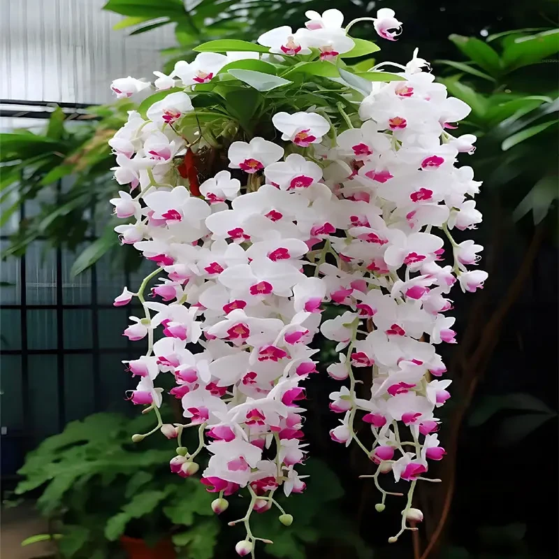 热卖【垂丝石斛兰球】浓香型四季开花耐寒植物室内外常绿花卉发货