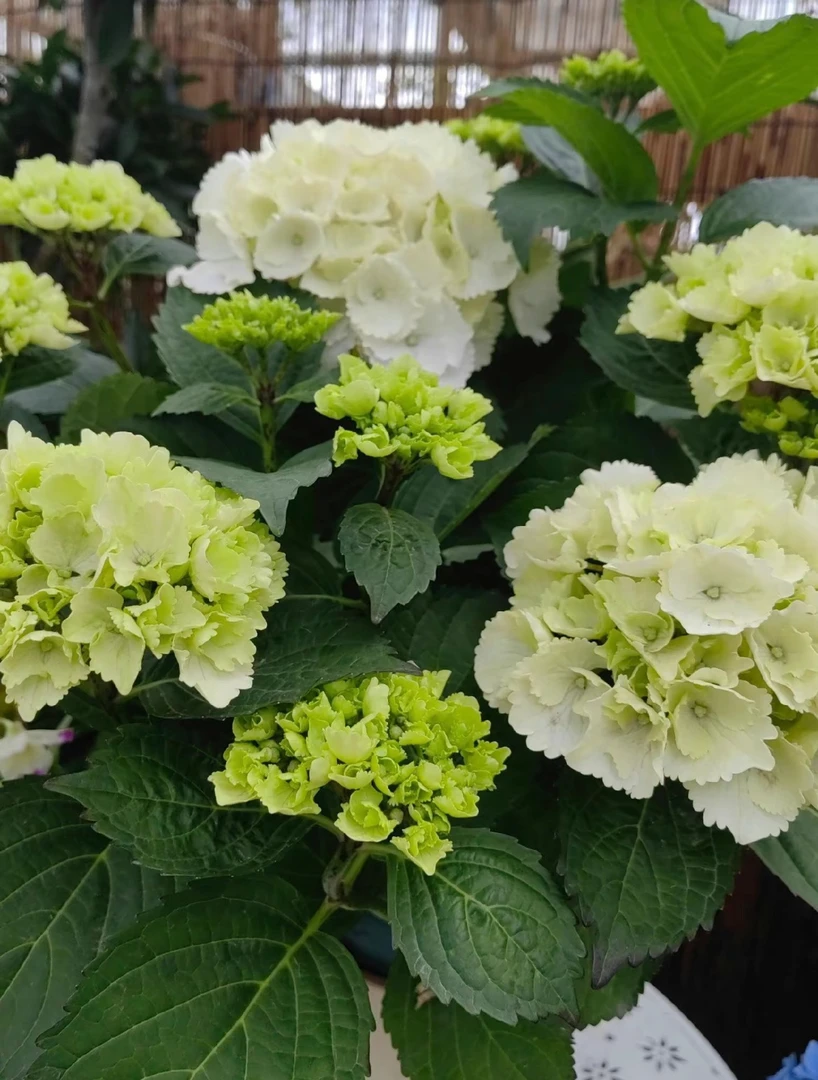 【繁花】2加仑 魔幻雪球，初开抹茶绿，后期变白