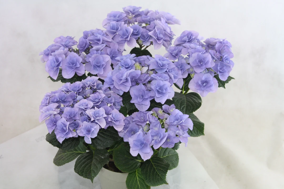 【繁花】100加仑妖精之瞳露天苗老桩子重瓣大花绣球