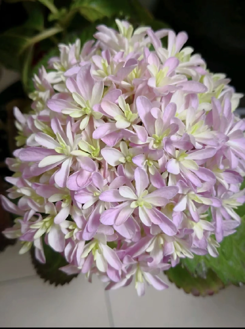 【繁花】2加仑 灵感 晚花绣球