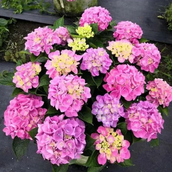 【繁花】15加仑史欧尼露天苗老桩子碗状花型绣球花