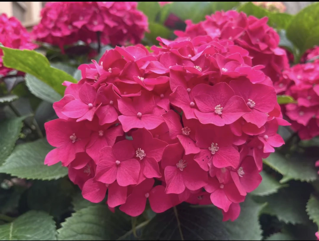 【繁花】5加仑 玫红妈妈 红色大花绣球