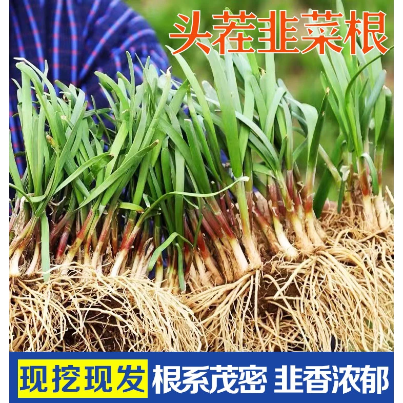 新韭菜根苗现挖紫红根宽叶阳台盆栽四季斤种菜韭菜籽苗韭菜根种植