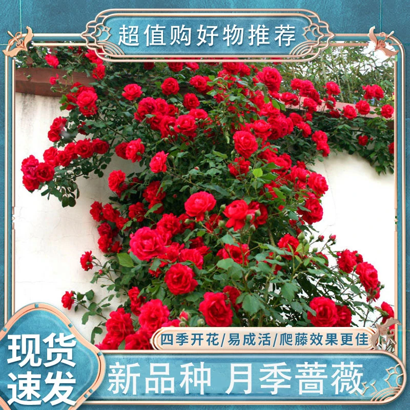 【好物推荐】混色蔷薇花种子爬藤月季花种子全年开花攀援花海花籽