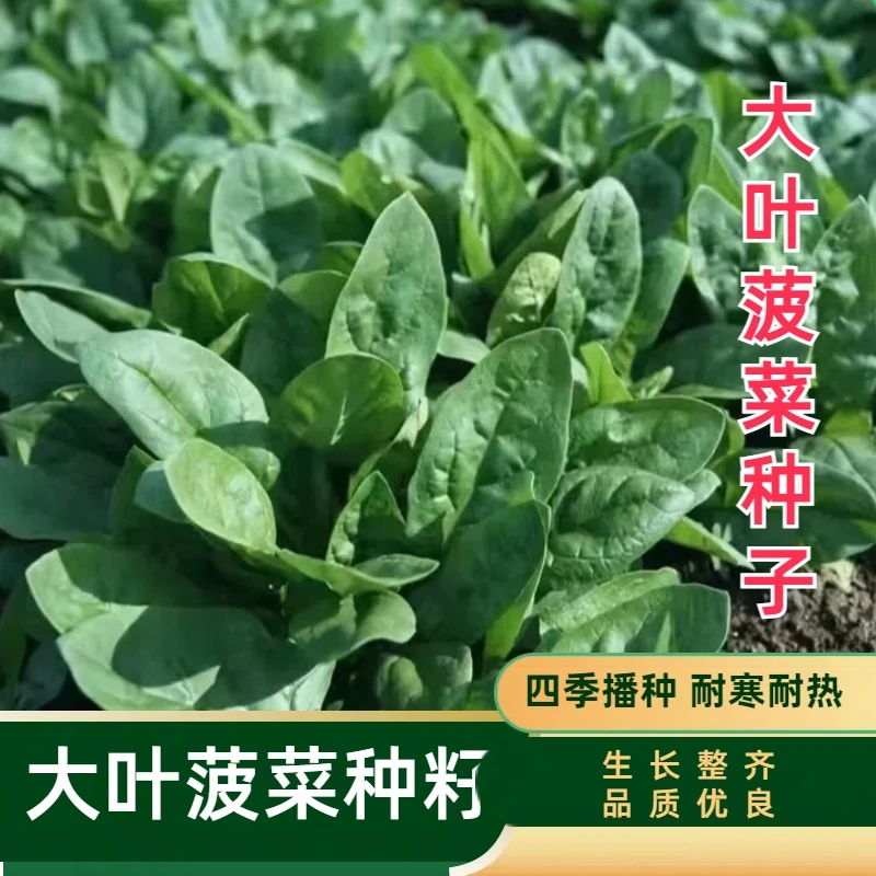 大叶菠菜种子整齐品质种籽发芽生长季节整齐品质种籽发芽