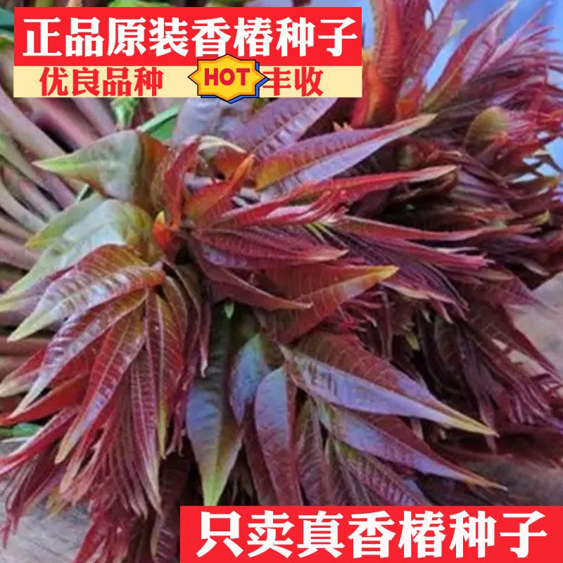 香椿种子速生红油香椿种子红叶香春芽苗菜蔬菜种子四季播农家阳台