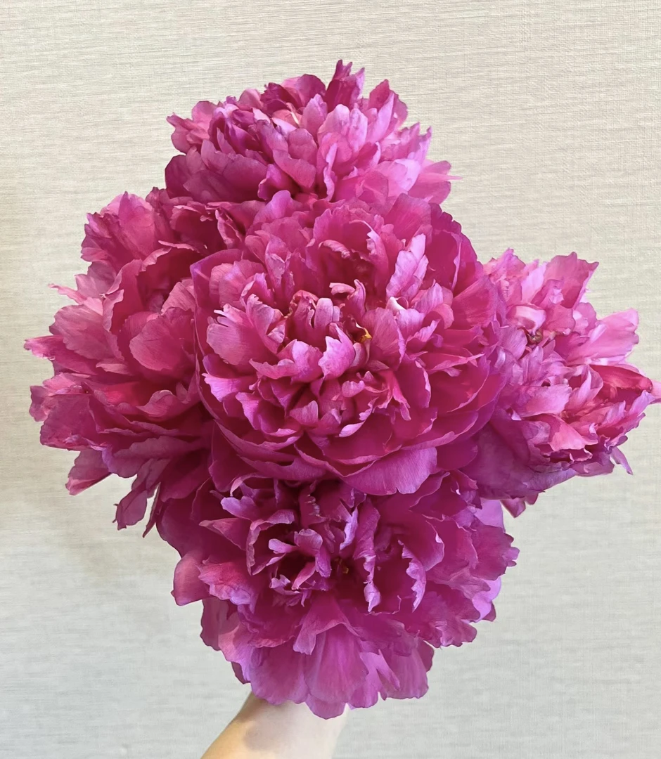 【大富贵】小王家牡丹芍药 菏泽盆栽 精品芍药观赏 基地直发