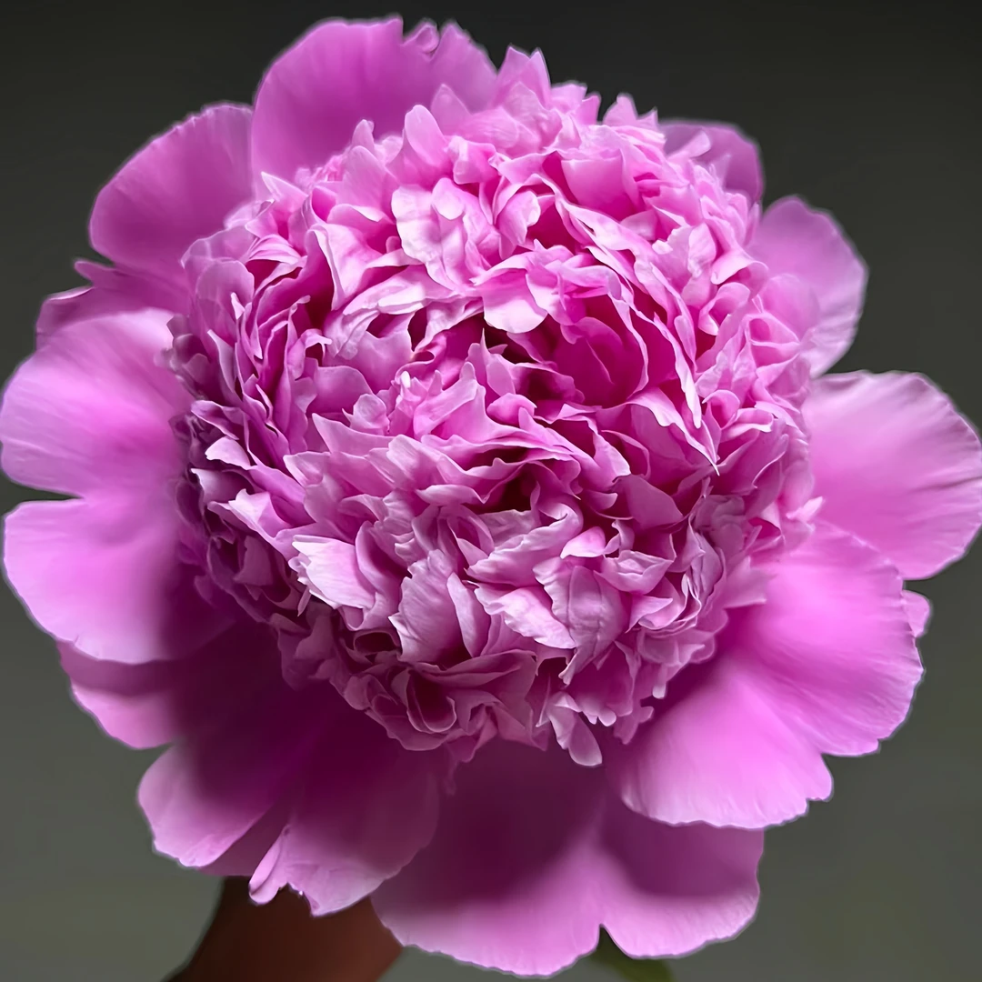 【兰富士】精品重瓣芍药 菏泽基地对版直发 进口品种种植 包邮到家