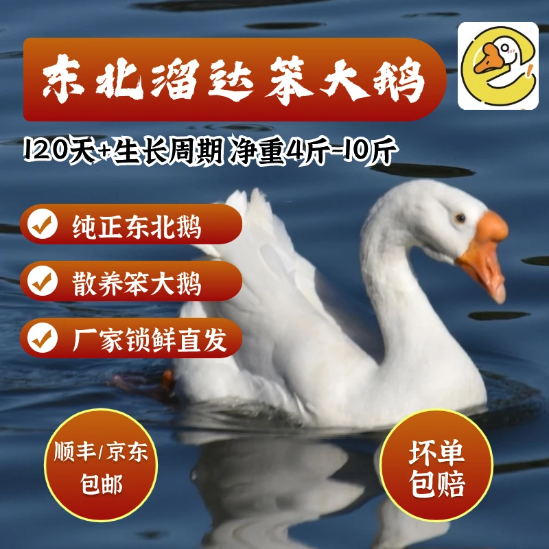 单大姐东北溜达笨大鹅 现宰锁鲜东北直发顺丰包邮送货上门