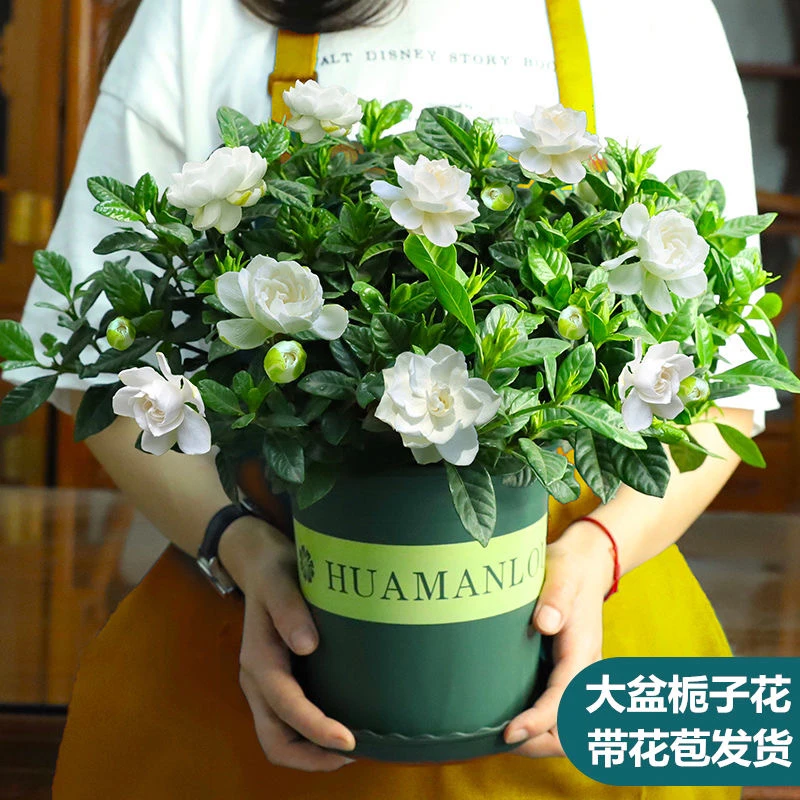 【大盆栀子花带花苞发货】栀子花盆栽室内花卉绿植水培春季植物