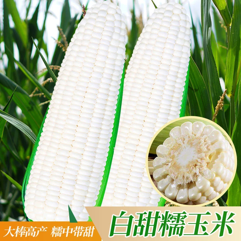 甜糯玉米种子白糯特大高产菜种香糯粘玉米种籽孑香糯黏大全高产量